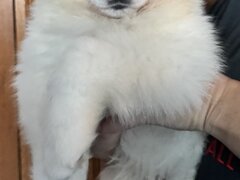 Mascul Samoyed cu pedigree din parinti campioni