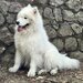 Mascul Samoyed cu pedigree din parinti campioni